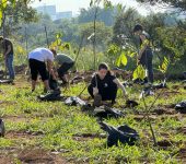 Plantio de cerca de 4 mil árvores será realizado em área pública do bairro Herbert de Souza