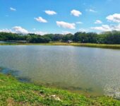 Saae-Sorocaba finaliza limpeza e remoção de plantas aquáticas em lago do Parque Vitória Régia